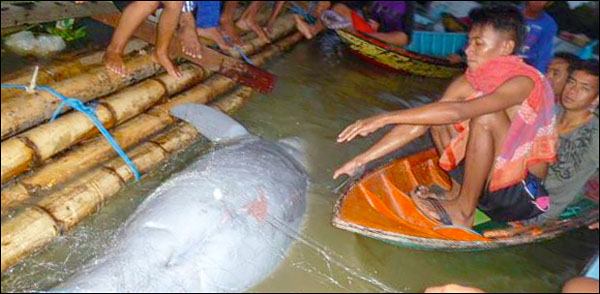 Seekor Pesut ditemukan mati tersangkut rengge atau jaring nelayan di perairan desa Sangkuliman, Kota Bangun, Kutai Kartanegara