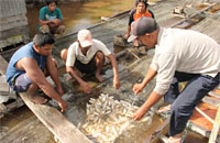 Para petani keramba di sungai Jembayan mengangkat ikan yang mati didalam keramba mereka