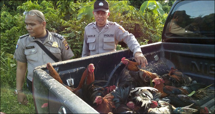 Petugas mengamankan 25 ekor ayam aduan dari arena sabung ayam di desa Puan Cepak, Muara Kaman, Minggu (11/12) sore 
