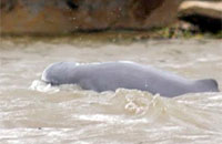 Pesut Mahakam, satwa langka di perairan sungai Mahakam yang jumlahnya diperkirakan tak sampai 100 ekor