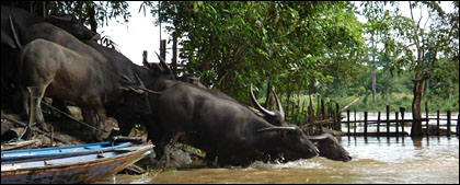 Sejumlah ternak Kerbau Kalang milik peternak Kecamatan Muara Muntai meninggalkan kandangnya menuju danau