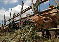 Peternakan sapi potong jenis Brahman yang akan dikembangkan di 6 kecamatan wilayah pesisir Kukar